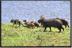 capybara31famille.jpg (31669 octets)