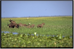capybara44etoiseau.jpg (18628 octets)