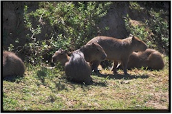 capybara46famille.jpg (30762 octets)